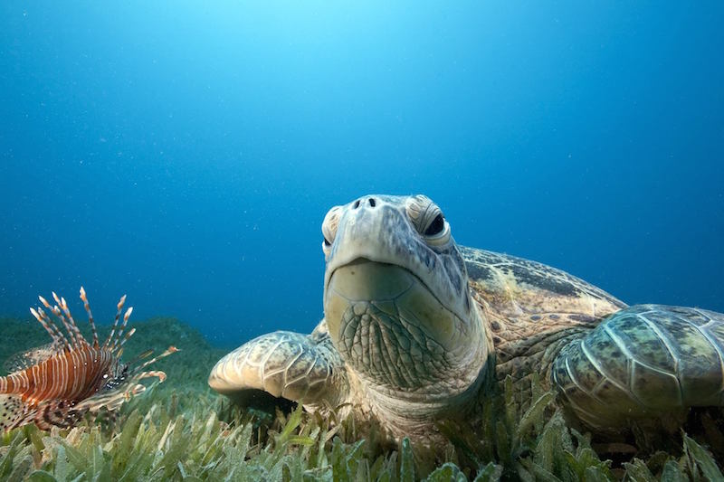 Turtle at Sea Life London